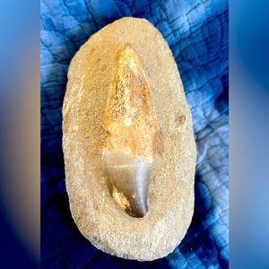 Mosasaurus fossil tooth